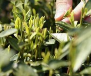 茶的原產(chǎn)地是哪個國家？