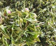 臨沂特產(chǎn)送人必買清單？