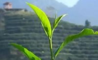 客田鎮(zhèn)：茶樹吐新芽，茶農(nóng)喜增收