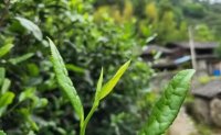4月19日最新咨詢：“七安紅”春茶開始采收，新